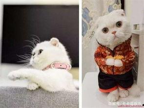 娱乐吃瓜君说刘二豆,娱乐吃瓜君揭秘娱乐圈新宠